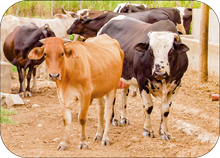 A photo of several of the cows from the Las Palmas Children's Village dairy in the Dominican Republic